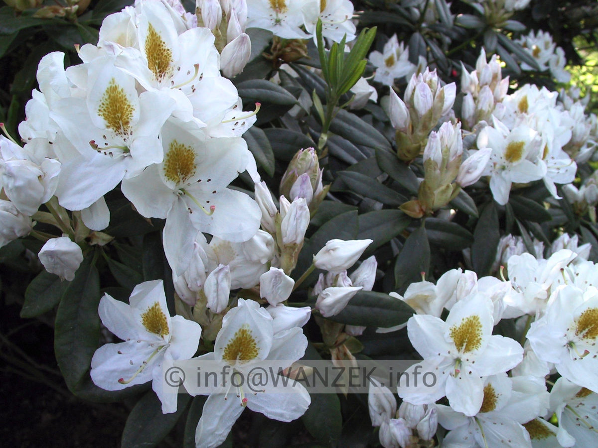 Rhododendron Madame Masson 02.JPG
